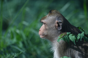 Monkey is sitting and looking at something with interest and curiosity, against a blurry background...