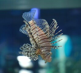 Lionfish was happily swimming and had beautiful fins spread out.