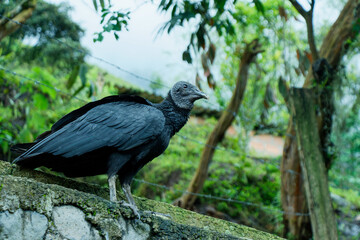 Colombian black vulture. Jardín, Jardin, Antioquia, Colombia.