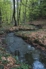 A stream in a beech forest during spring