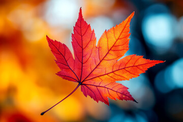Fototapeta premium Beautiful maple leaves in autumn sunny day in foreground and blurry background . No people, close up, copy space, macro shot.