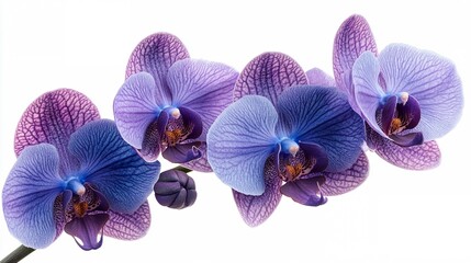 Fototapeta premium Purple Orchid Elegance: A trio of delicate purple and blue orchids grace a white background, their petals unfurling in a symphony of elegance and refinement. The image evokes feelings of tranquility, 