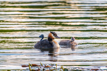 The waterfowl bird, great crested grebe with chick, swimming in the lake.