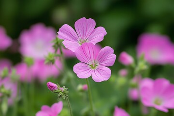 Obraz premium A Serene Collection of Delicate Pink Flowers in Nature