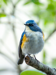 森の中の木陰で枝に留まって周りを見渡しているルリビタキの雄（縦構図）