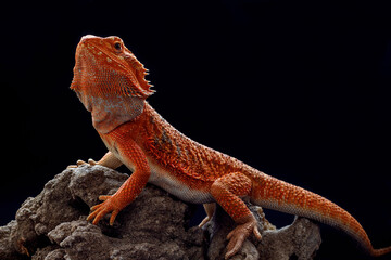bearded dragon lizard on a rock on a black background, Pogona vitticeps