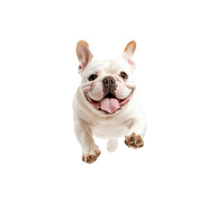 Obraz premium Happy French bulldog running and jumping excitedly isolated on a white background showcasing joyful energy and playful spirit.