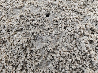 Crab