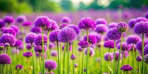 Fototapeta premium A vibrant patch of purple flowers surrounded by lush green grass in a field