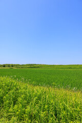 初夏の田園風景