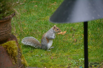 Grass Backgrounds squirrel garden foraging outdoor gray squirrel
