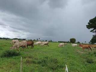 cows grazing in a field