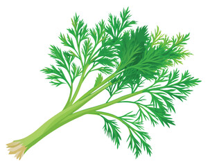 organic fresh dill vector illustration 