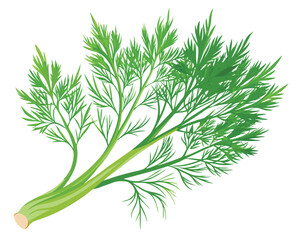 organic fresh dill vector illustration 