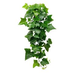 Green ivy vine isolated transparent background