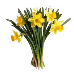 Yellow daffodils spring flowers bouquet isolated transparent background