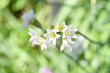 白色の花