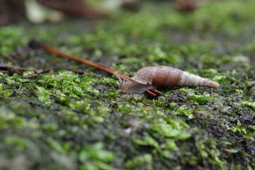 キセルガイのなかま