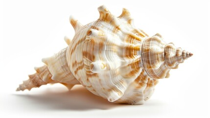 Obraz premium Sea shell close up view on white background