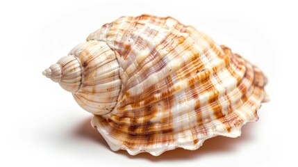Obraz premium Sea shell close up view on white background