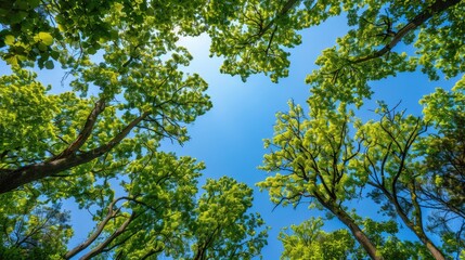 Fototapeta premium Shaded Trees and Blue Sky Seen from Below