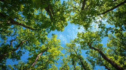 Obraz premium Shaded Trees and Blue Sky Seen from Below