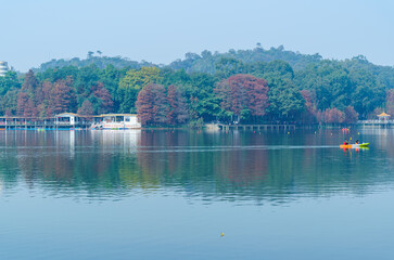 Red Leaves of Larch by the Lake in Guangzhou Park