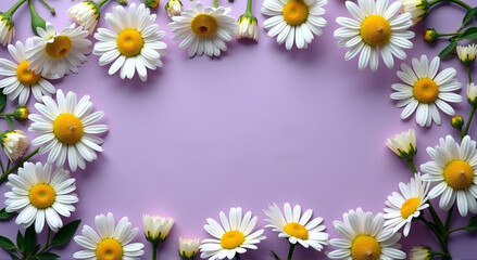 Fototapeta premium frame of daisies