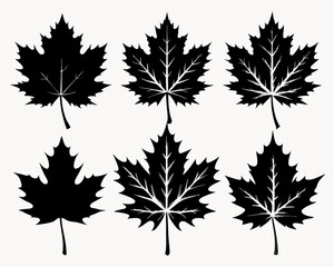 Maple leaf black Silhouette Set art vector,maple leaf, black silhouette and outline. Vector illustration