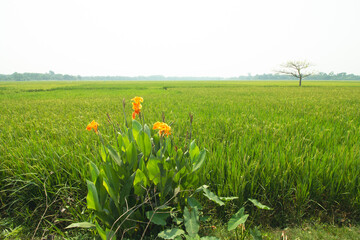 Obraz premium green grass and flowers