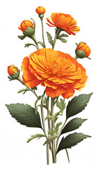 A beautiful single orange marigold flower on a solid white background.