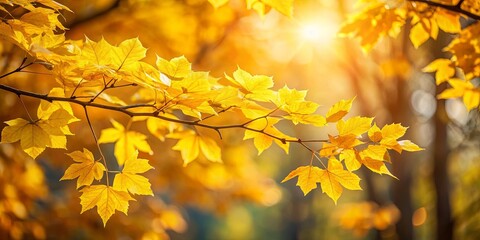 Close-up of yellow leaves on a branch with sunlight illuminating background trees