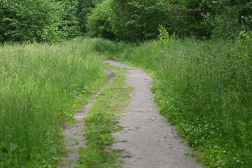 A dirt track in a deciduous forest