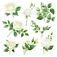 Fototapeta premium set of white roses flowers and leaves, watercolor clipart isolated, elements for card, invitation or wallpaper