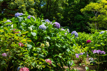 大阪市の長居植物園で見た、カラフルな紫陽花