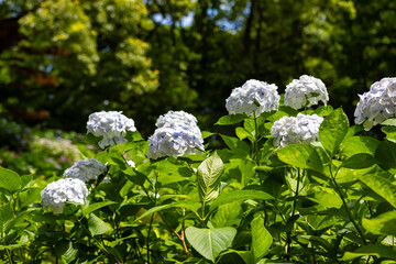 大阪市の長居植物園で見た白い紫陽花