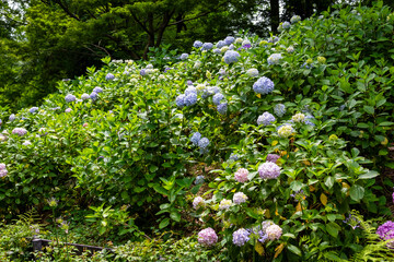 大阪市の長居植物園で見た、太陽光に照らされるカラフルな紫陽花