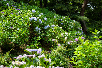 大阪市の長居植物園で見た、太陽光に照らされるカラフルな紫陽花
