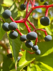 red and yellow berries of a plant