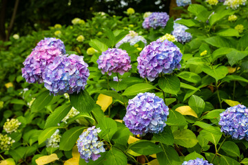 大阪市の長居植物園で見た、ピンクや紫色などのカラフルな紫陽花