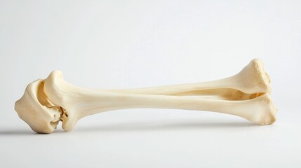 A single, clean, white bone with a slight curve lying on a white background.
