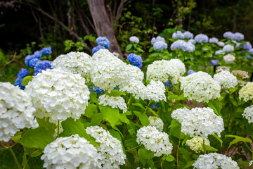 大阪府吹田市の万博記念公園で見た白い紫陽花