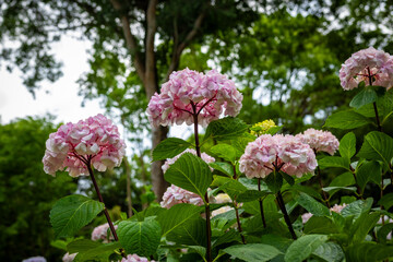 Fototapeta premium 大阪府吹田市の万博記念公園で見た、ピンク色の紫陽花