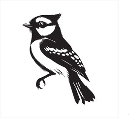 lack  Blue jay Silhouette Vector on Whit Background
