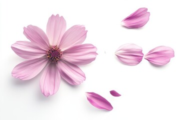 A delicate pink cosmos flower with a few petals detached and floating away
