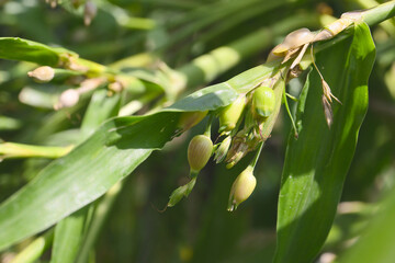 botanical background of ripened seeds of Job's tears