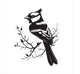 lack  Blue jay Silhouette Vector on Whit Background