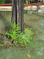 Tree stumps in flooded water