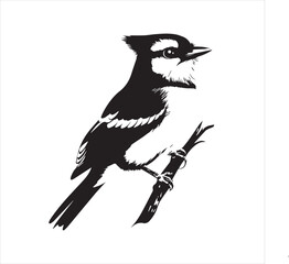 lack  Blue jay Silhouette Vector on Whit Background
