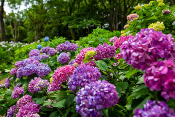 Obraz premium 大阪府吹田市の万博記念公園で見た、ピンクや紫色の紫陽花のアップ